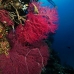 seafan_cc_v_0705_png1676.jpg